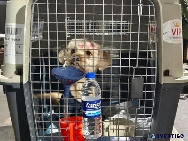 Top Pet Shipping Company