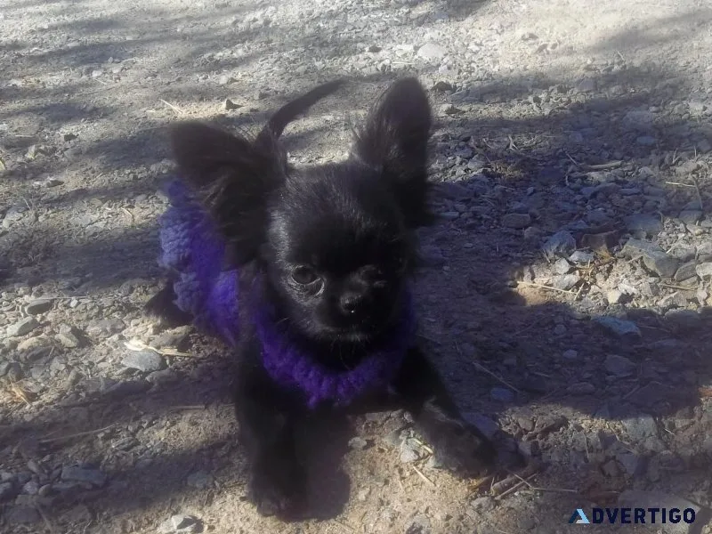 AKC Long Coat Chihuahua Black Male