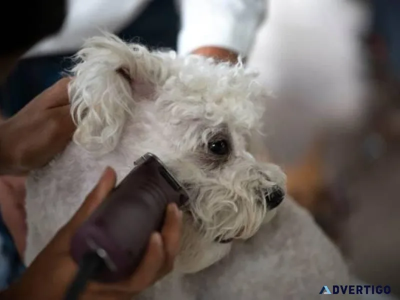 Dog Groomers in Faridabad Dog Baths Haircuts Nail Trimming