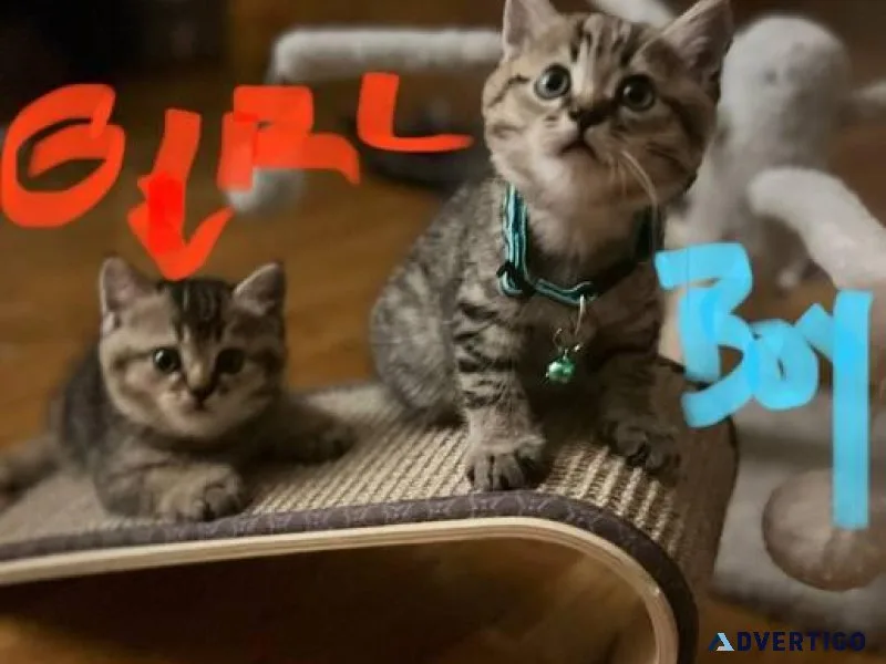 scottish fold kittens