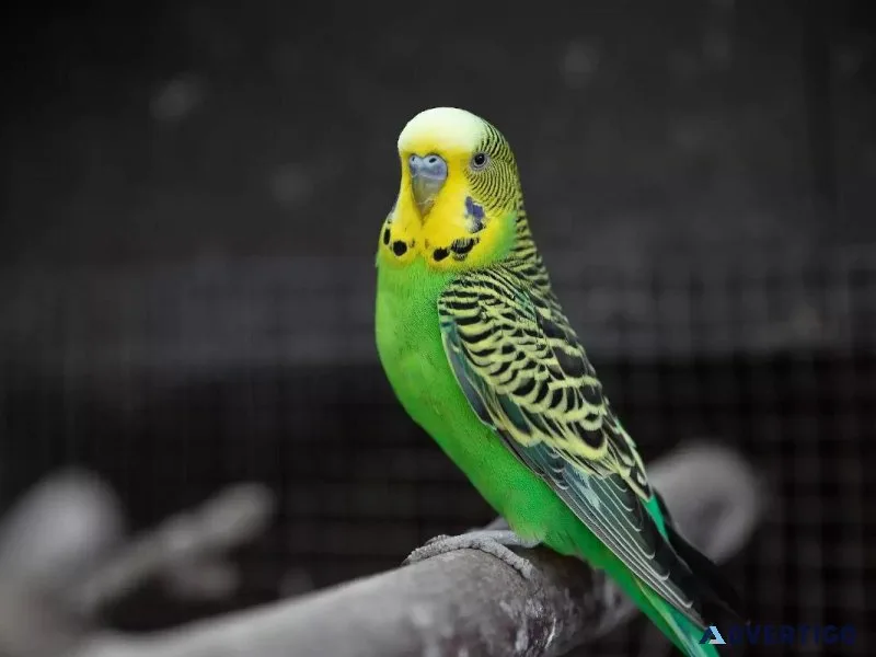 Holidays With Birds - Vets in Clermont County
