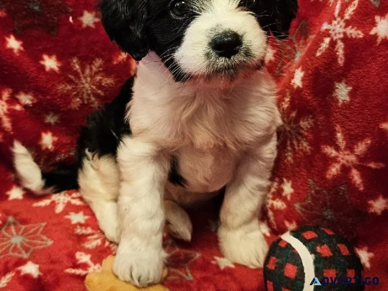 Cavapoochon