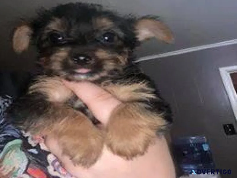 yorkshire terrier puppies flagstaff - sedona
