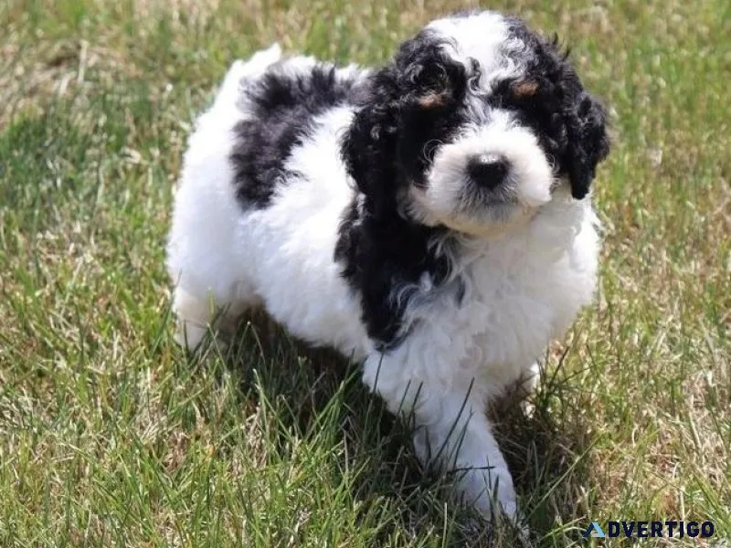 Adorable Bernesedoodle Puppies