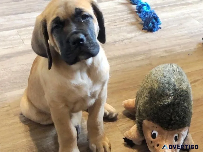 Healthy EnglishH Mastiff Puppies for Sale