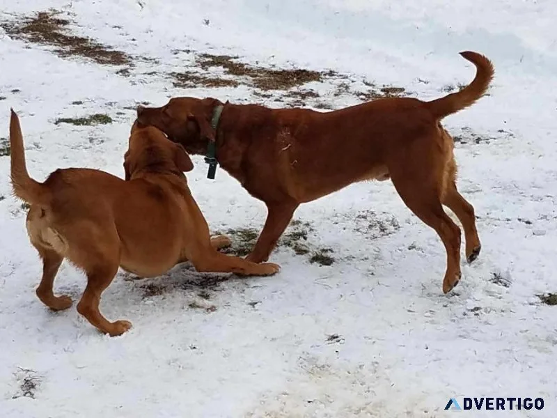 AKC Fox red Labrador Retriever puppies