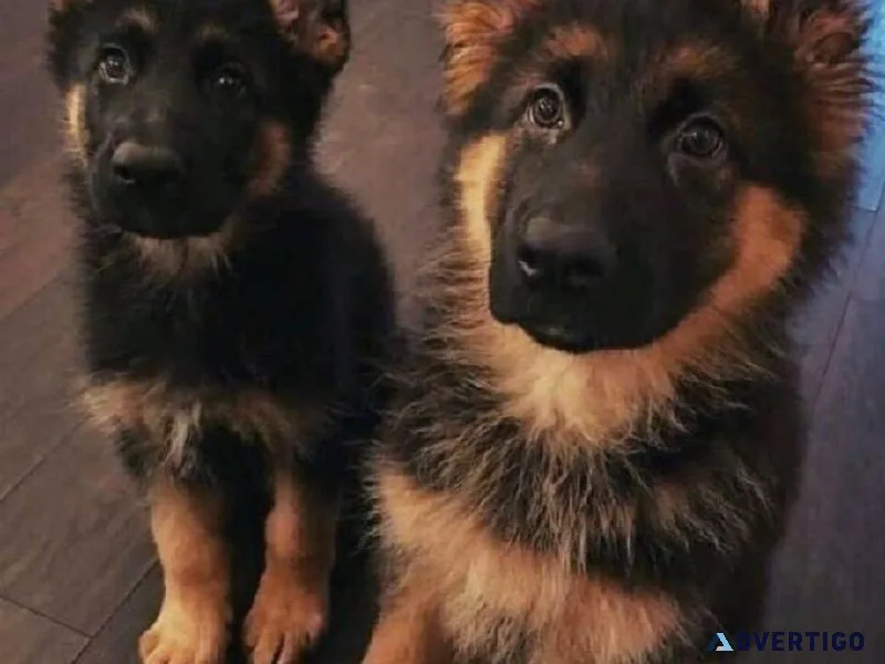 German Shepherd Puppies