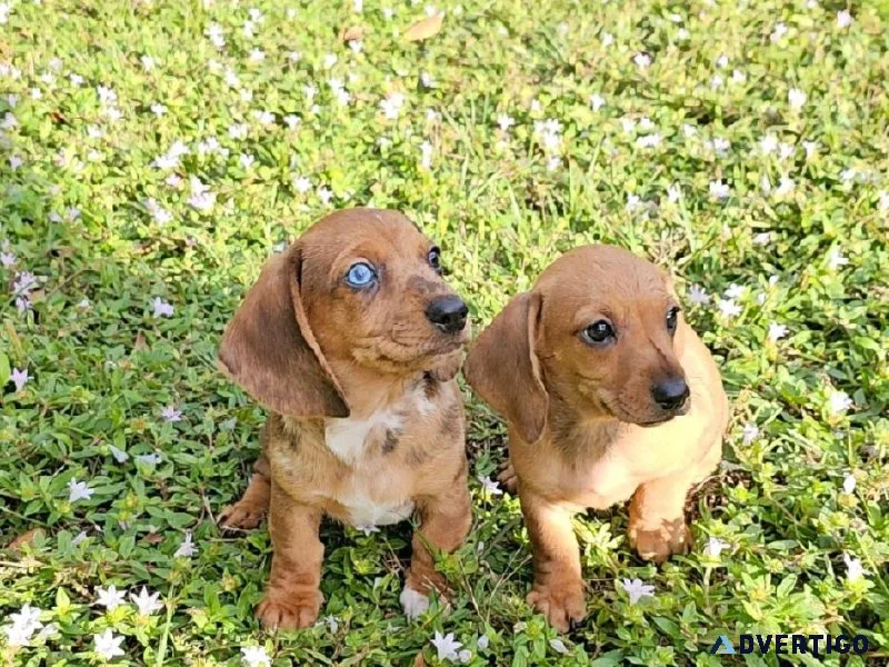 9 week old dapple male dachshund puppy