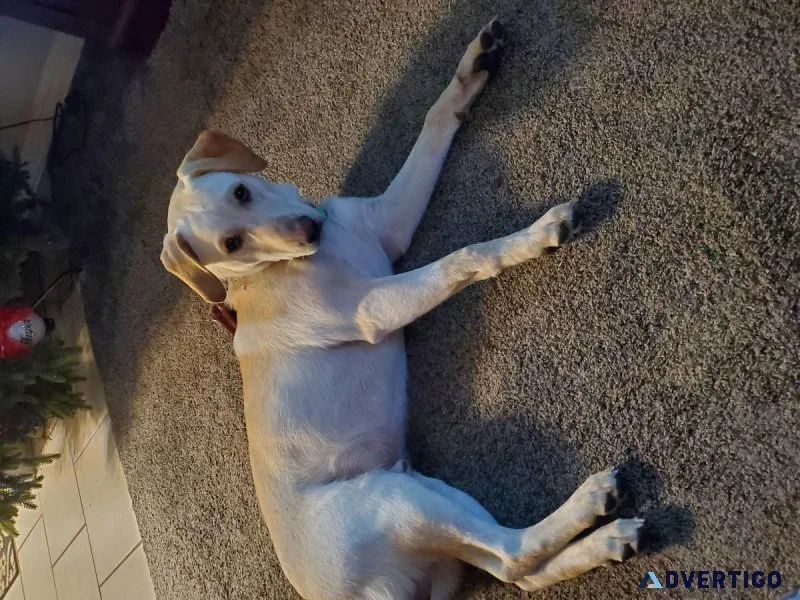 Yellow Lab  Walker mix