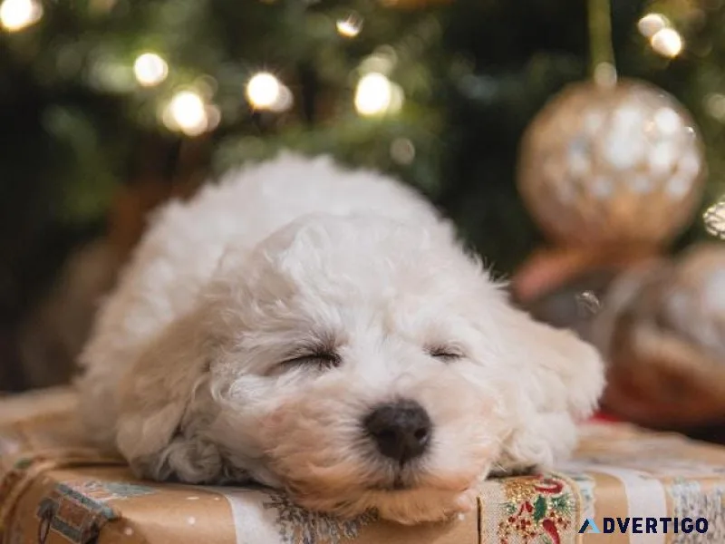 Make this year the Best Christmas Ever