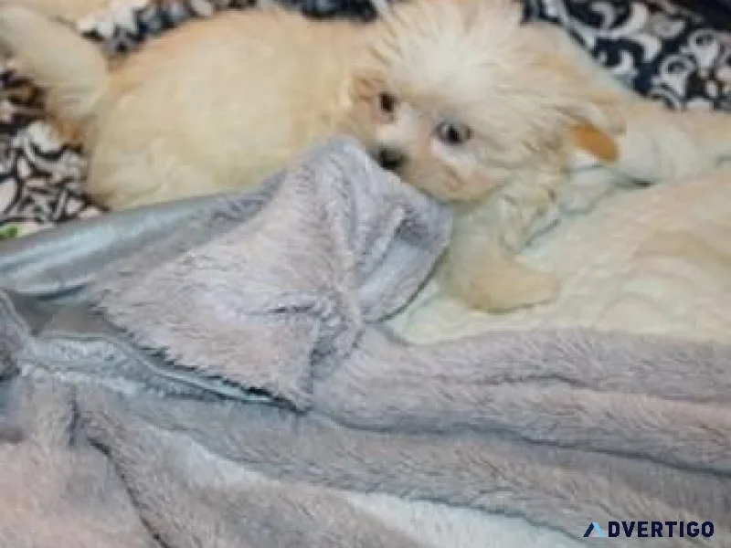 Awesome Mi-ki Pup  Cream male