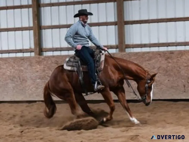 2016 AQHA Palomino Solid Seasoned Ranch Gelding