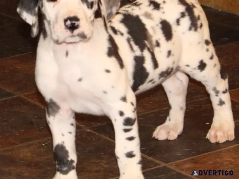 Home raised Harleqiun Great Dane Puppies