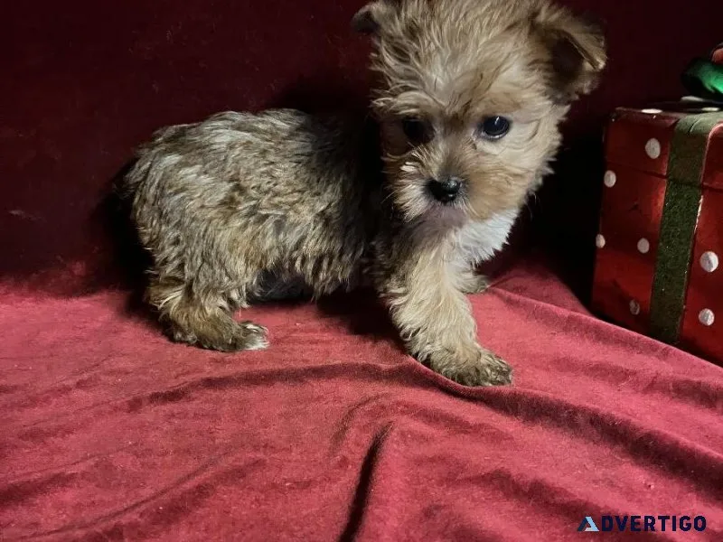 Yorkie Tcup Girl