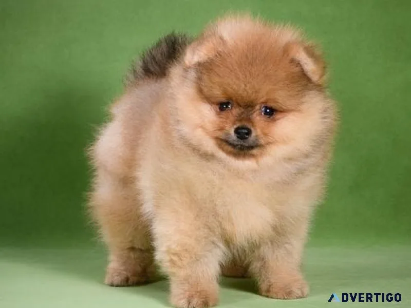 Beautiful Pomeranian Puppies For Sale.