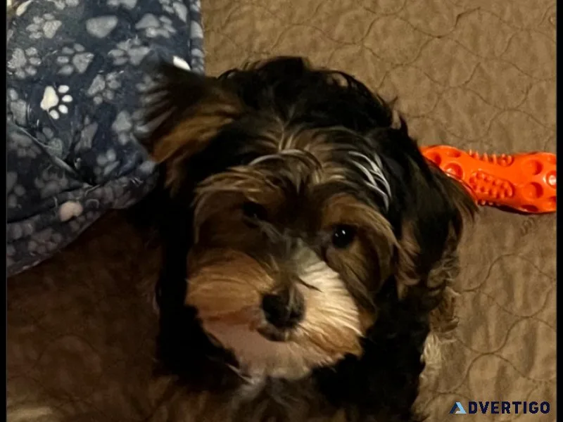 AKC Yorkshire Terriers