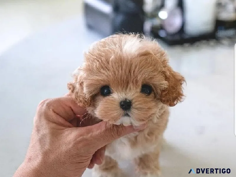 Top quality Toy and Miniature Poodles