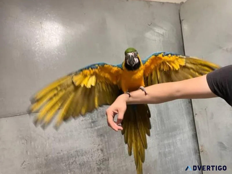 Tame Macaw Parrot