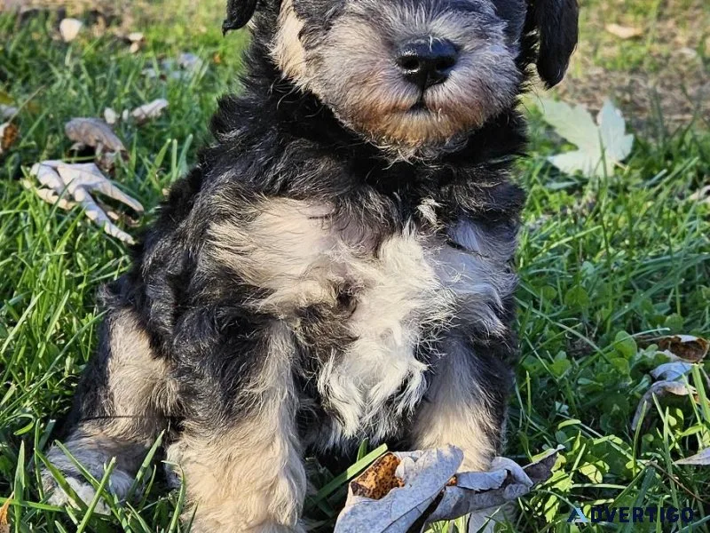 SCHNOODLES