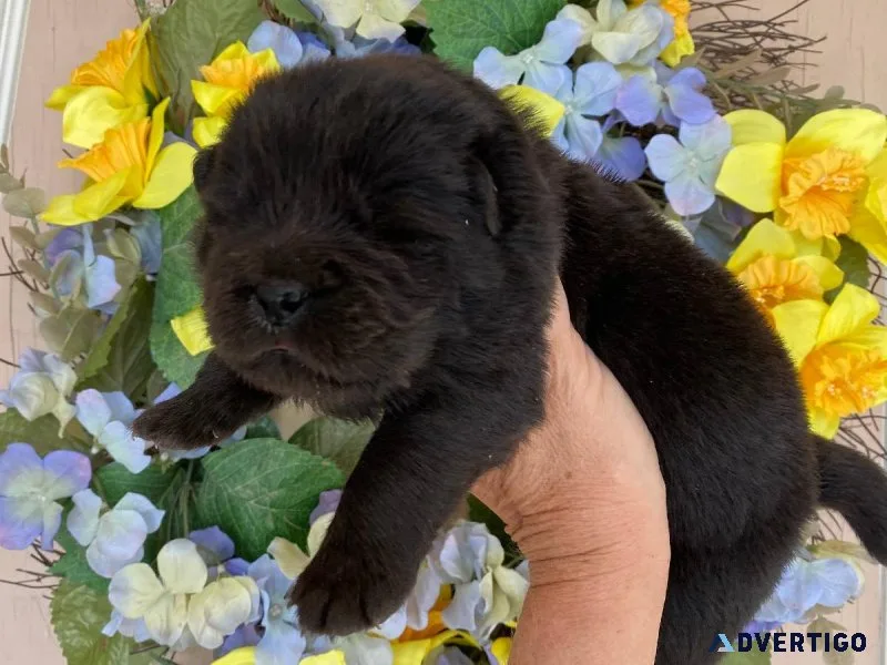 Lovely  Chow Chow