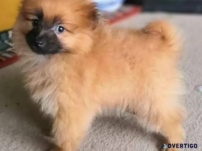 ssdaf Pomeranian puppy