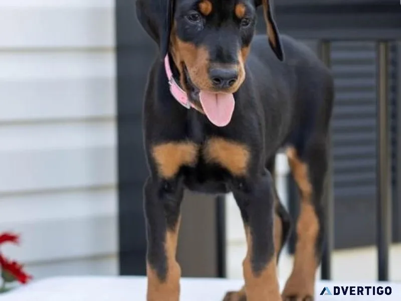 Bigbone Doberman Pinscher Puppies available