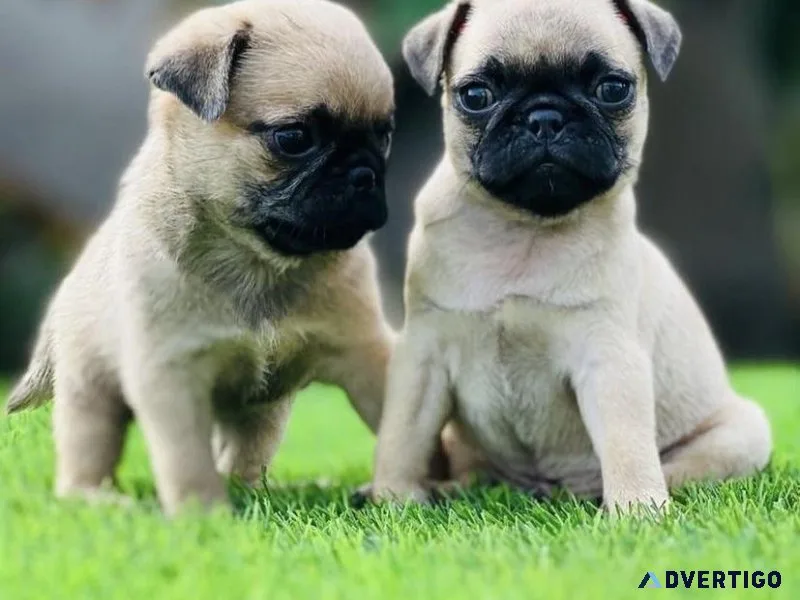Pugs puppies for sale
