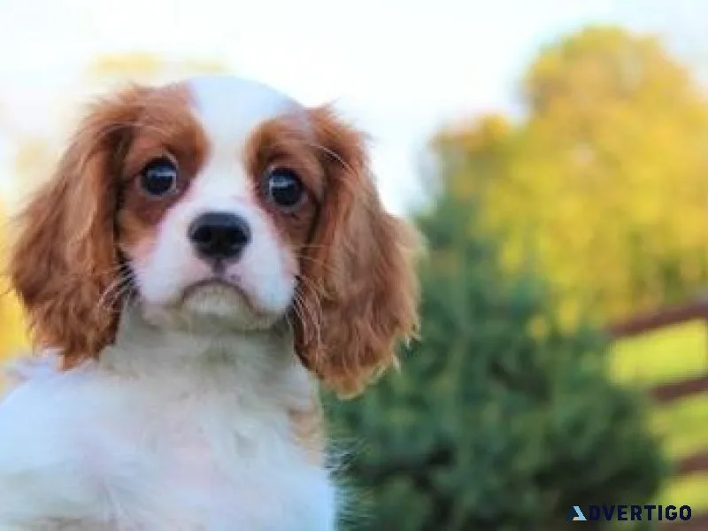 Top Quality Cavalier King Charles Puppies