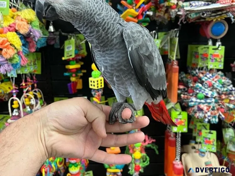 African grey for rehoming