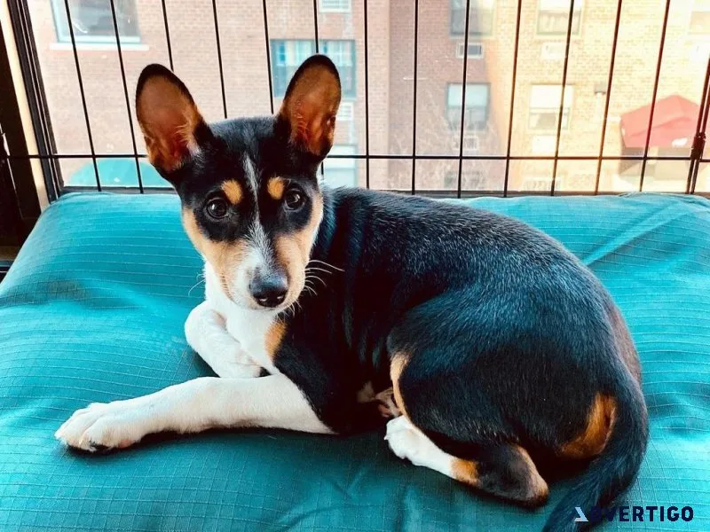 Potty Trained Basenji Puppies Ready For New Homes