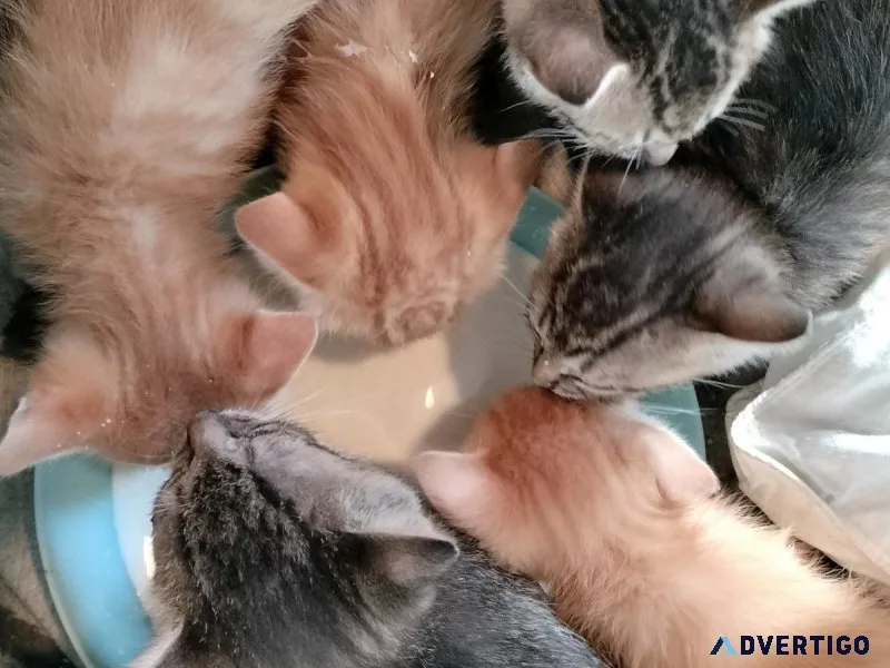 Kittens