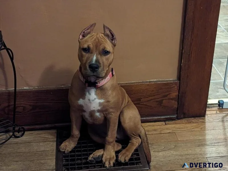 American Staffordshire Terrior - Female