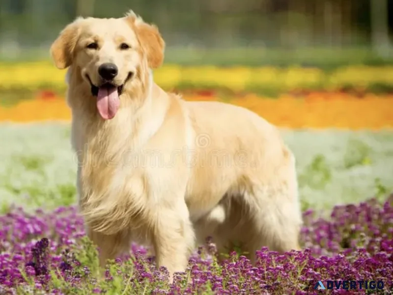 Buy dog