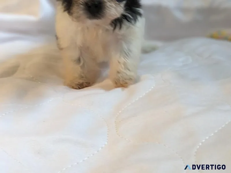 Female Shichon Puppy for Sale(Teddy Bear Puppy)