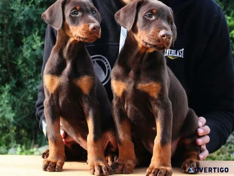 Red and Original European Doberman Puppies