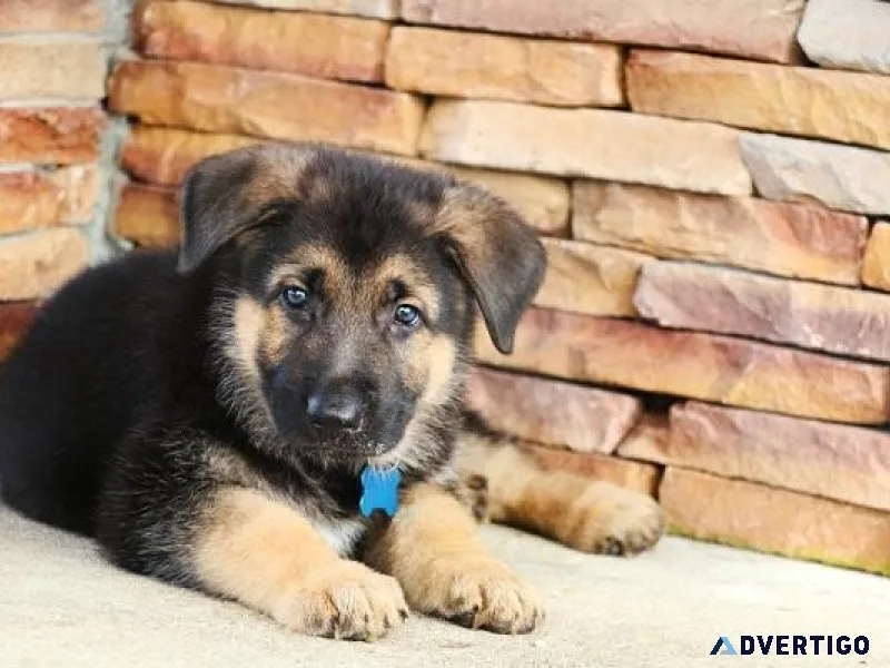 GERMAN FOR SALE .....7300930479