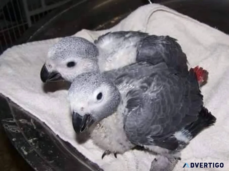 Hand Fed Congo Grey Babies