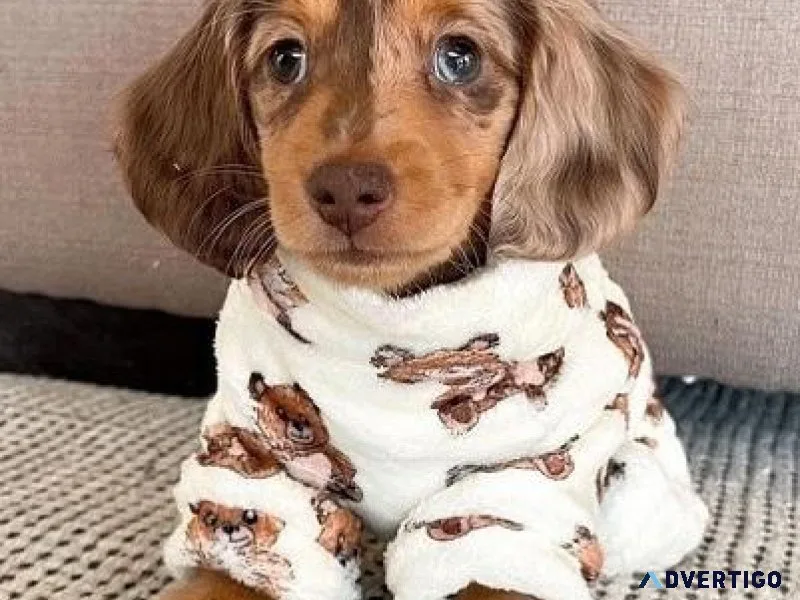 Miniature Dachshund Puppies