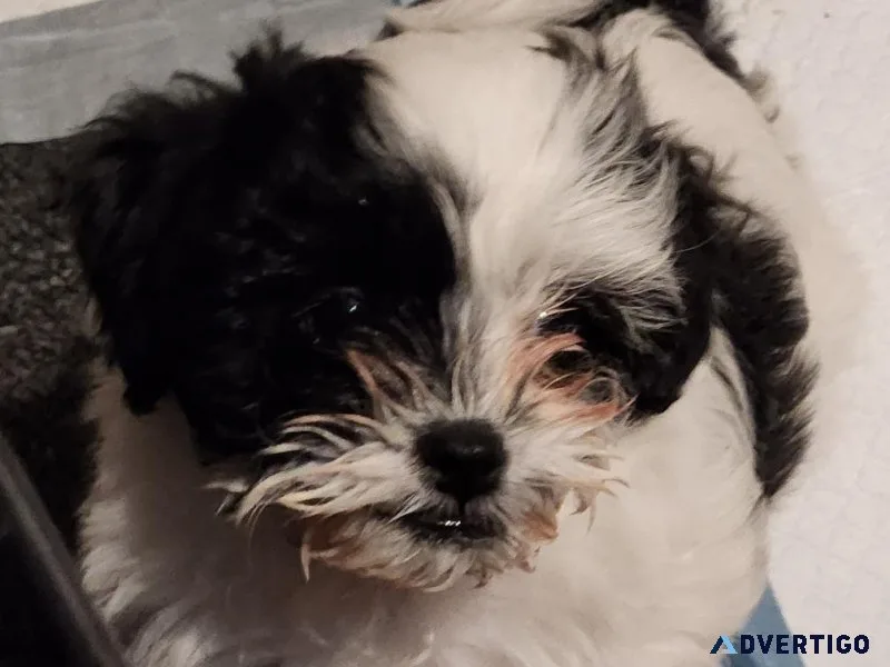 Adorable shihpoo puppies