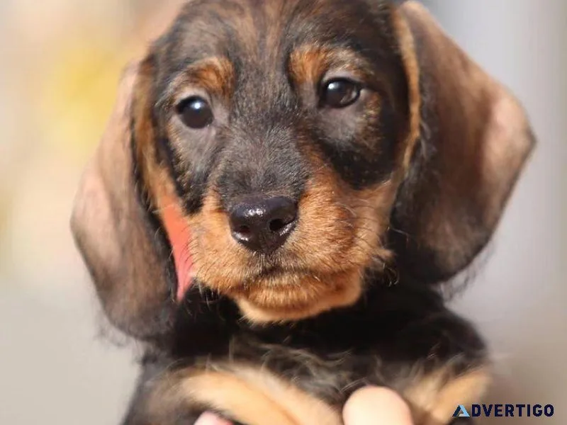 Every dog must have his day. Today Is Yours