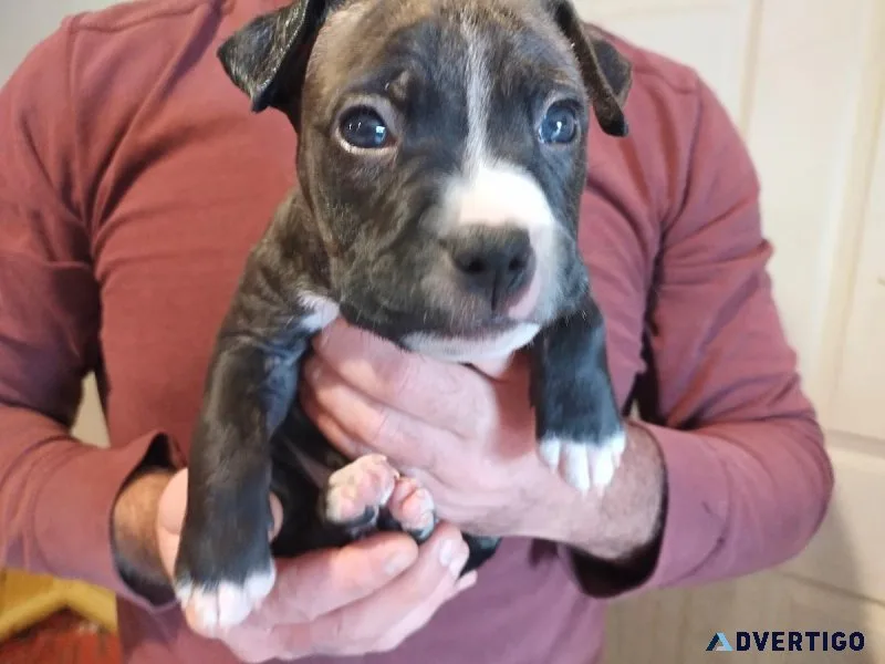 House raised puppies