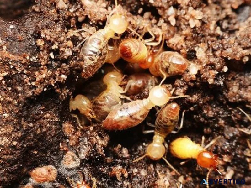 Termite treatment in jaipur