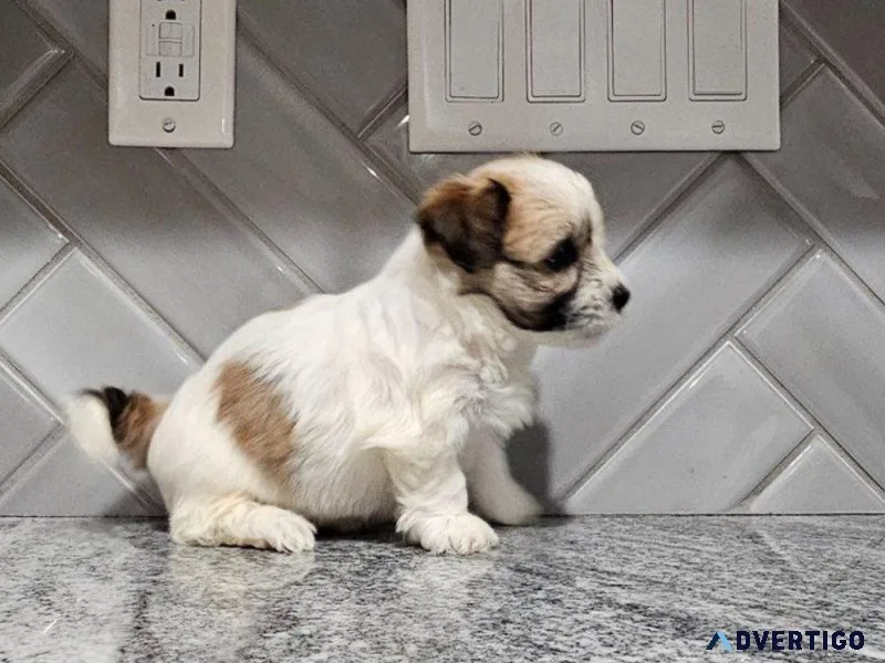 Tyson - Havanesse Puppy