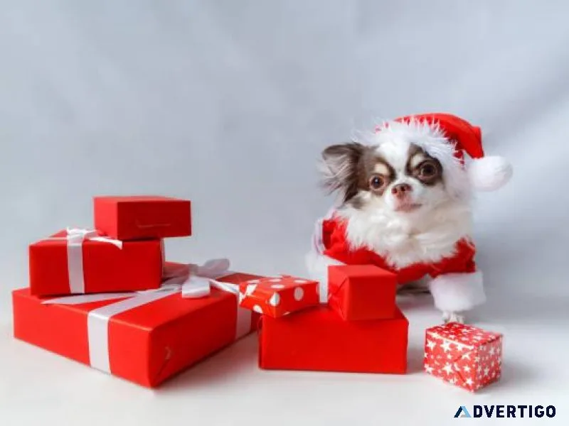 Rehomming Chihuahua puppies