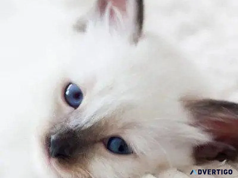 Internet Cat Day - Veterinarians in Sweetser IN