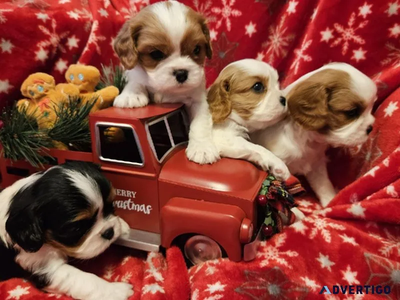 King Charles Cavalier