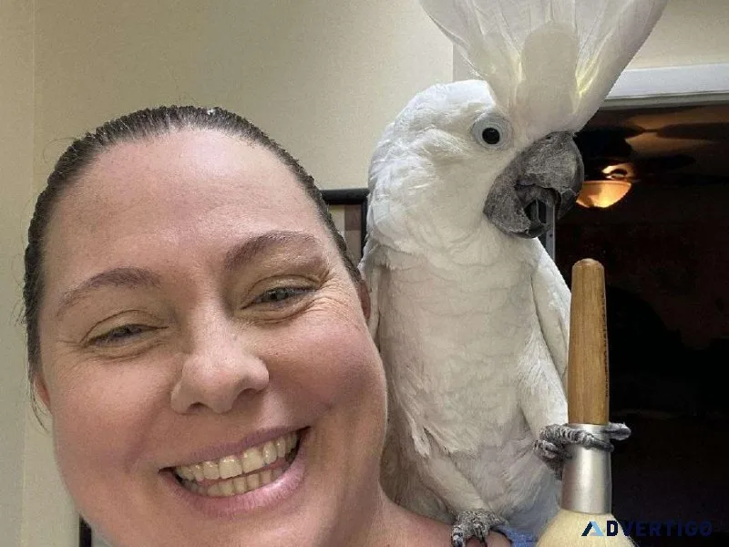 Umbrella Cockatoo Parrots for sale