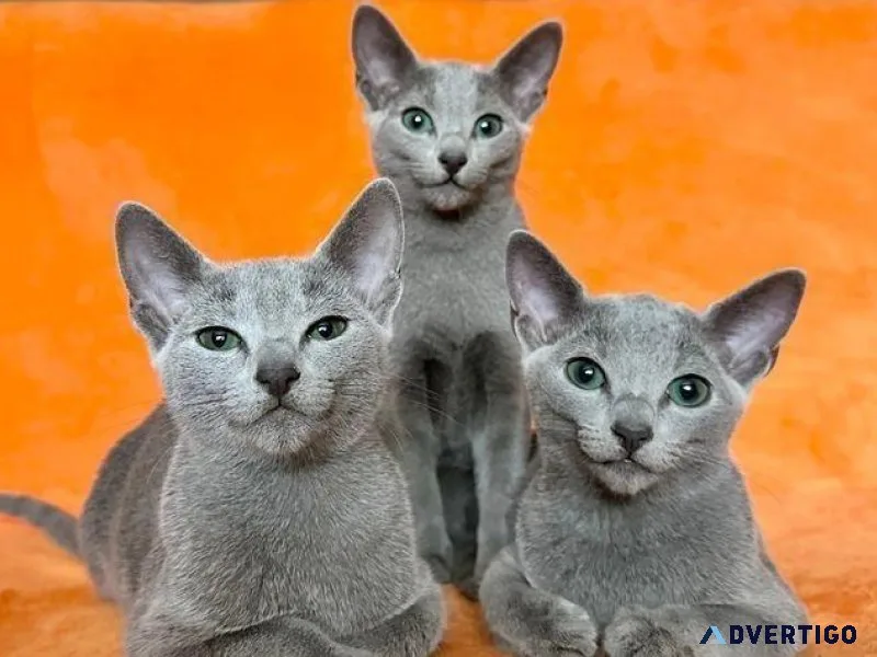 Beautiful Russian Blue Kittens for Sale