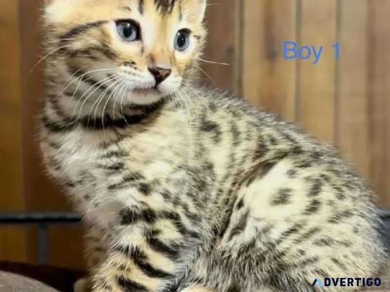 Exotic Bengals