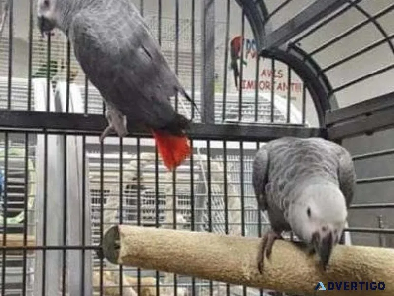 Well Tamed African Grey Parrots for sale